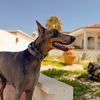 mia_thebluedobie