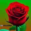 user93504543281315