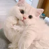 nguytthanh94