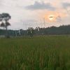 indrasetiawaan_