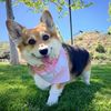 Cute Dog