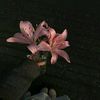 _notherex1_