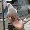 slamett735