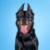 bronsonthebeauceron