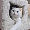 kayli_cat_official