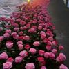 user87033618032858