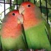 wowbirds01