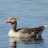 .justasillygoose