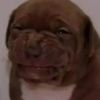 saddogprofilepicture
