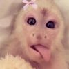 fiaa_fifi