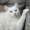 furthepurr_