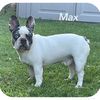 thelovingfrenchiemax