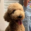 ted.teddy.bear