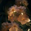 jaqueline_030410