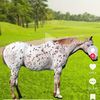 denispipo8788