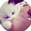 nhoanhlamdayanhbtkhong