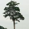 adukalara4