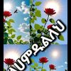 yallahbarya1