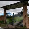 saliherbulls