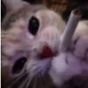 jervynjehdacost