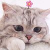 induw_8
