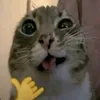 user_morf