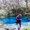 pacet_daun
