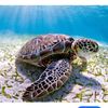 turtleking958