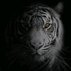 saeed_m_1