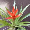 thelmalogro