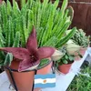 rosana.minetti