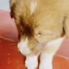 liqi_68