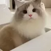 lioncha3
