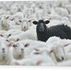 blacksheep_9999