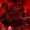 user842414142483