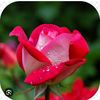 user_nazz11