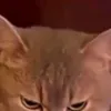 nanga1w