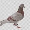 pigeeenn