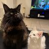 Baako & Anoki