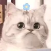 lungdtrs1