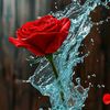 amal86_4