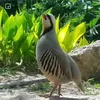 rekani8909