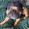 mr_devious_monkey