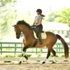 onpointeequestrian