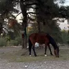 la4dy_1