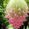 hoa.bo.cong.anh6