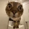 vuowng0