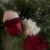 ellerosesinmyheart