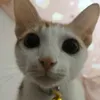 moihetcuu
