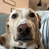 nala.thee.lab